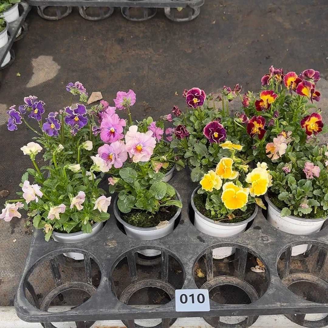 010号花朵不售后大花皱边角堇