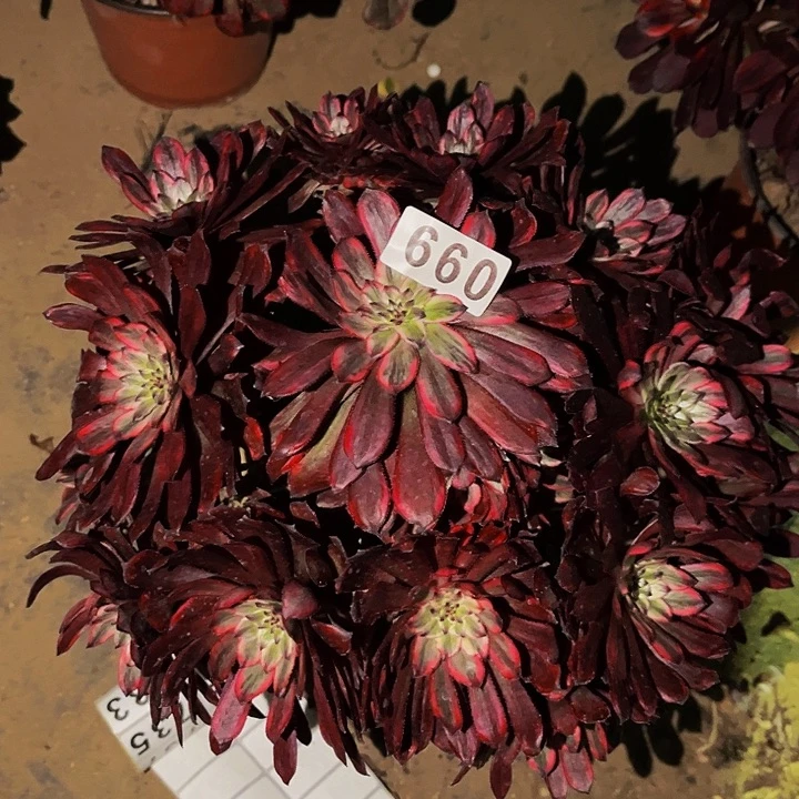 660紫霞多肉植物处理不售后