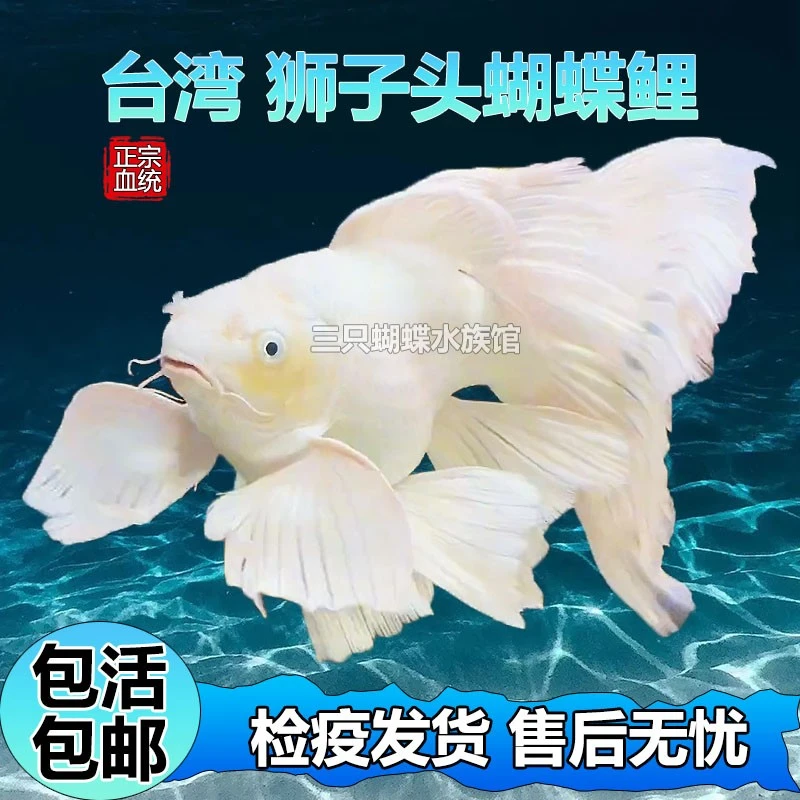 纯种短身球体蝴蝶鲤冷水观赏鱼大鳍大尾好养耐活