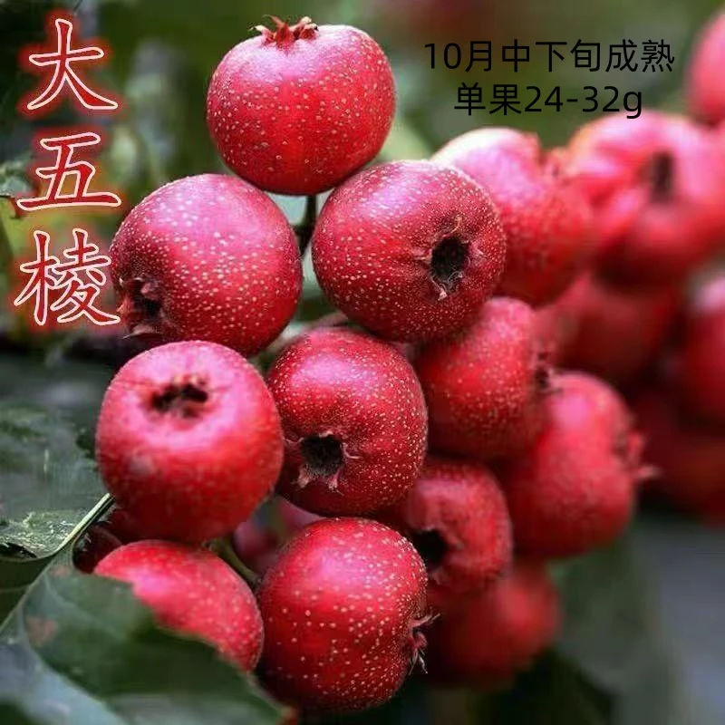 大五棱山楂树苗歪把子山楂嫁接苗红甜子山楂苗南北方种植当年结果