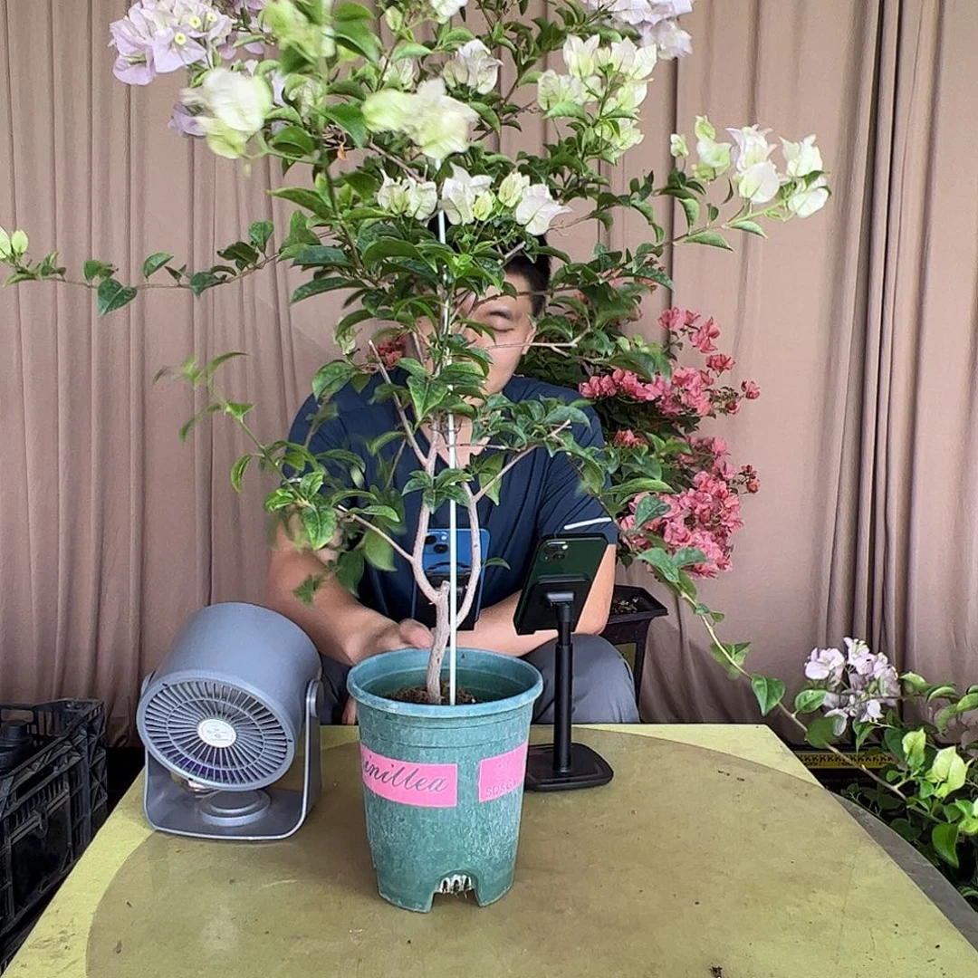 大部分开放少量花苞苹果花一颗