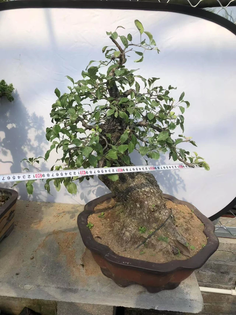 松柏杂木造型盆景规格齐全造型美观 一物一拍