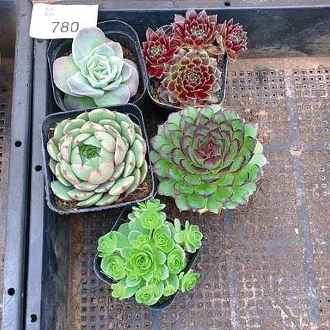 【闪购商品】780号5盆组合