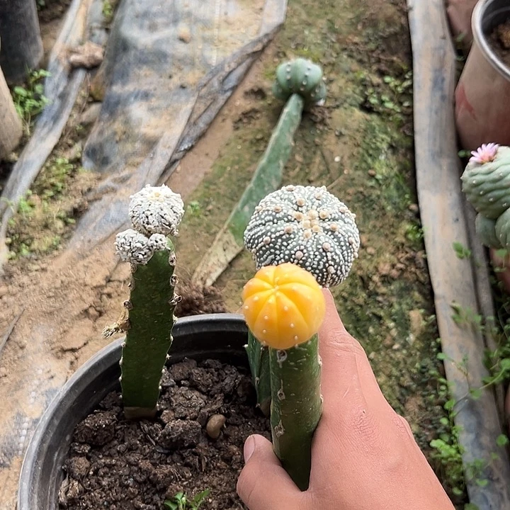 2654号三角苗接兜三颗