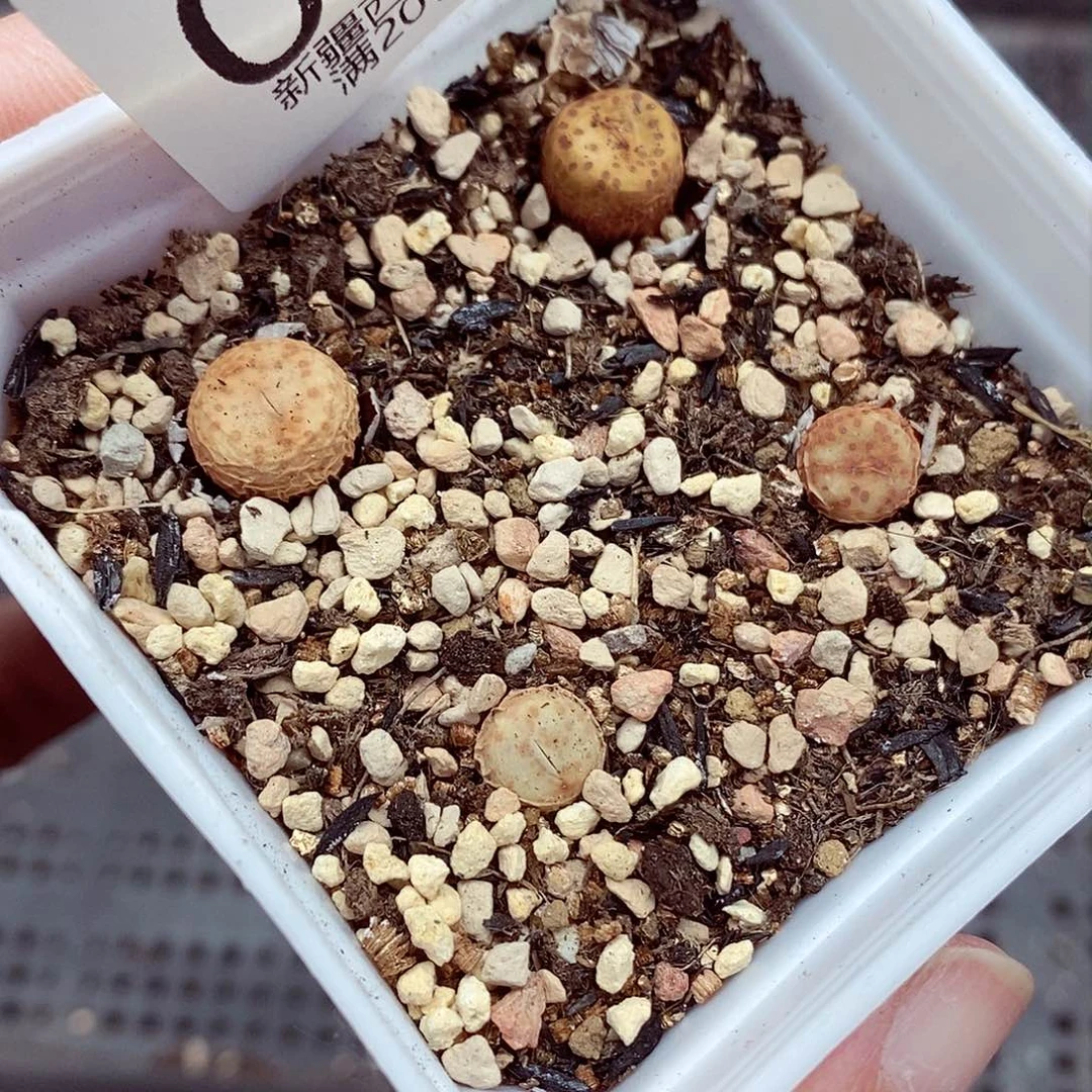 我们还不一定在一次两044