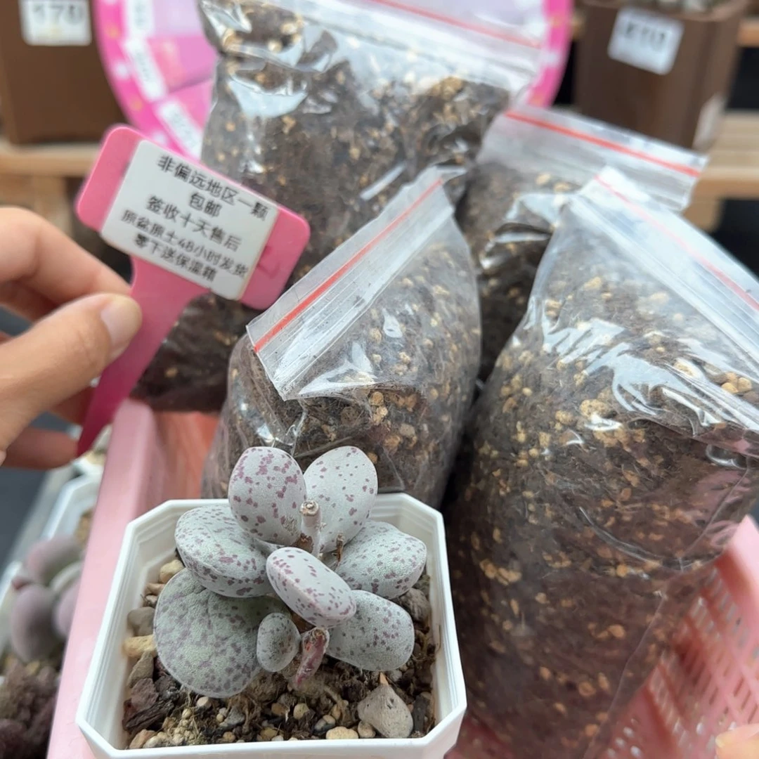 261变量土多肉植物
