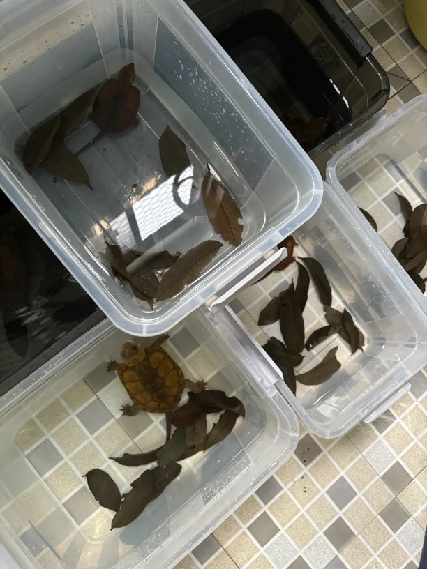 龙眼叶 养鹰嘴龟专用叶子 爬宠躲避物 免换水 一包50片