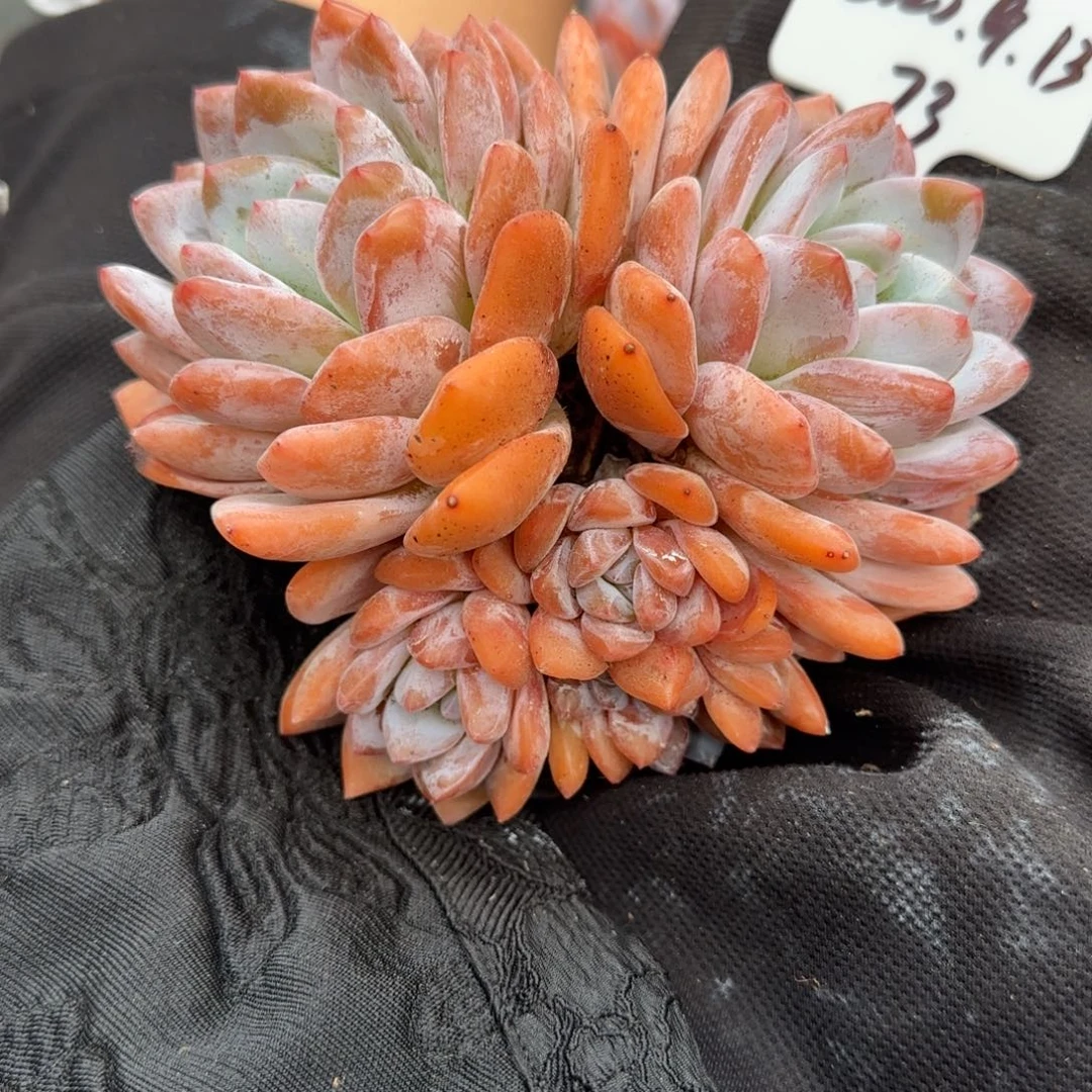 一物一拍奶盖群73