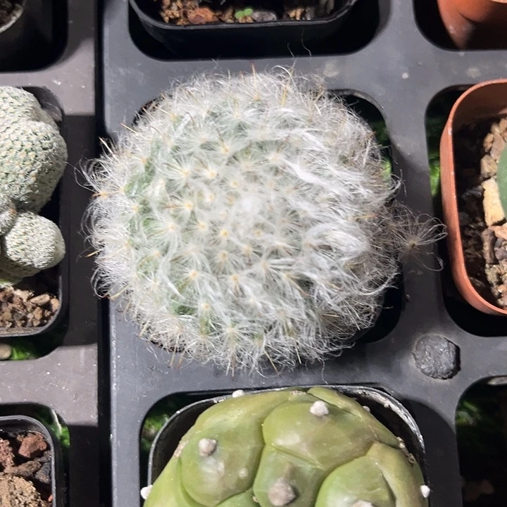 白云高沙满25包邮