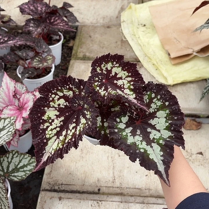 完全开放耶诞嘉年华