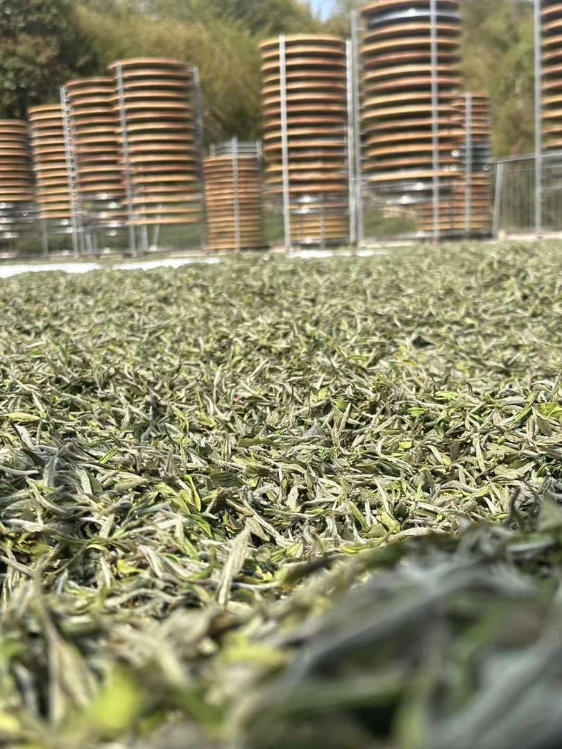 【花香牡丹】福鼎白茶 2025年磻溪大洋山高级白牡丹 兰花香