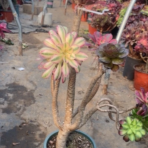 嫁接多肉植物024