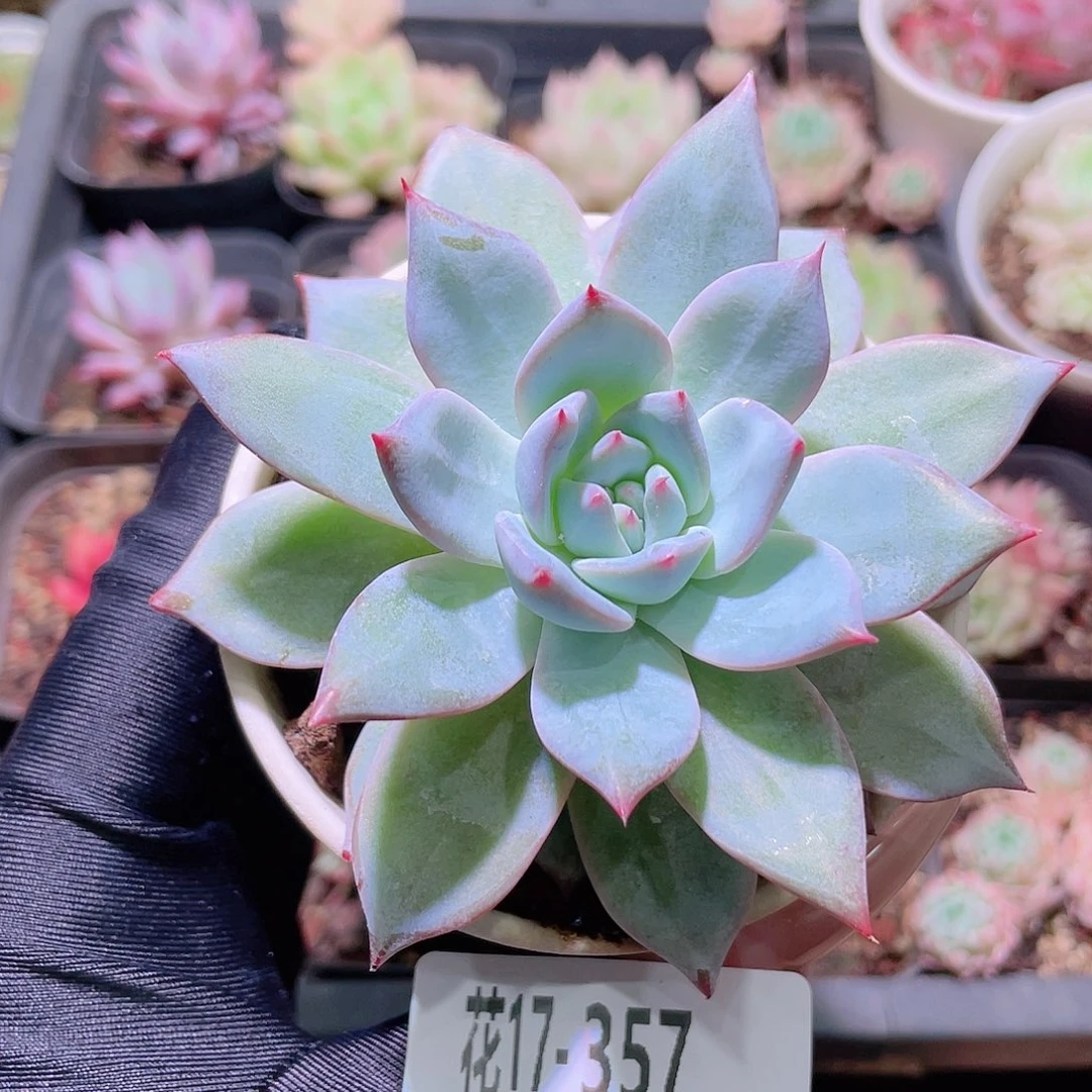 花利美17-357粉蓝鸟