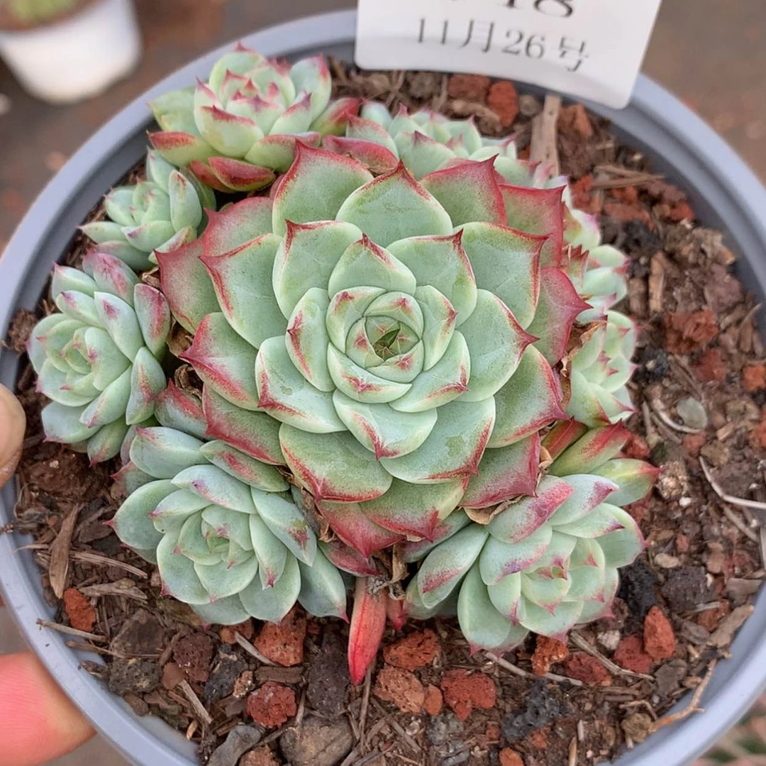 【闪购商品】云148