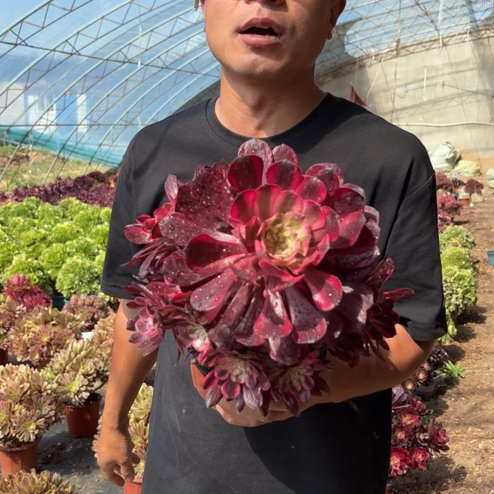 月婵好看好养好看好养