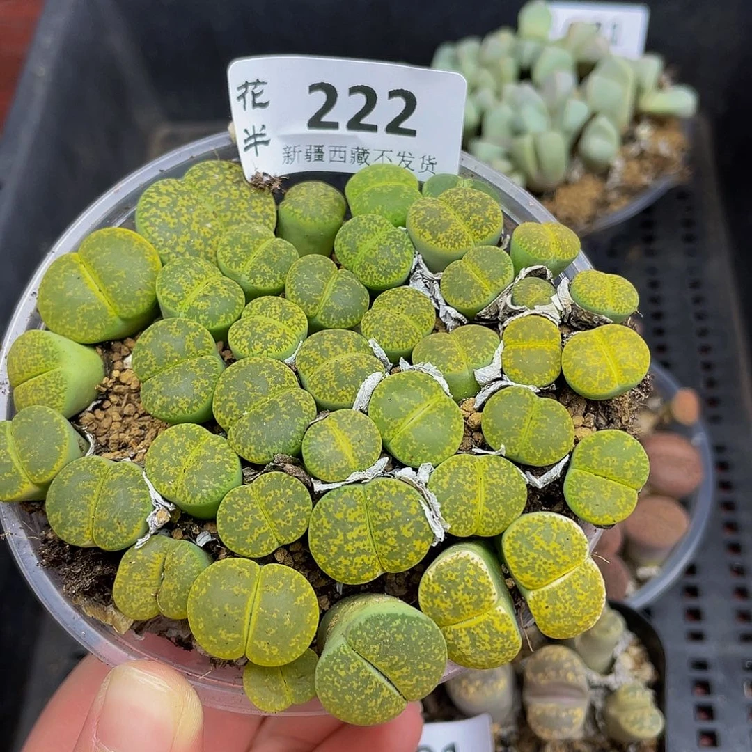 2220000000花花花花花花花