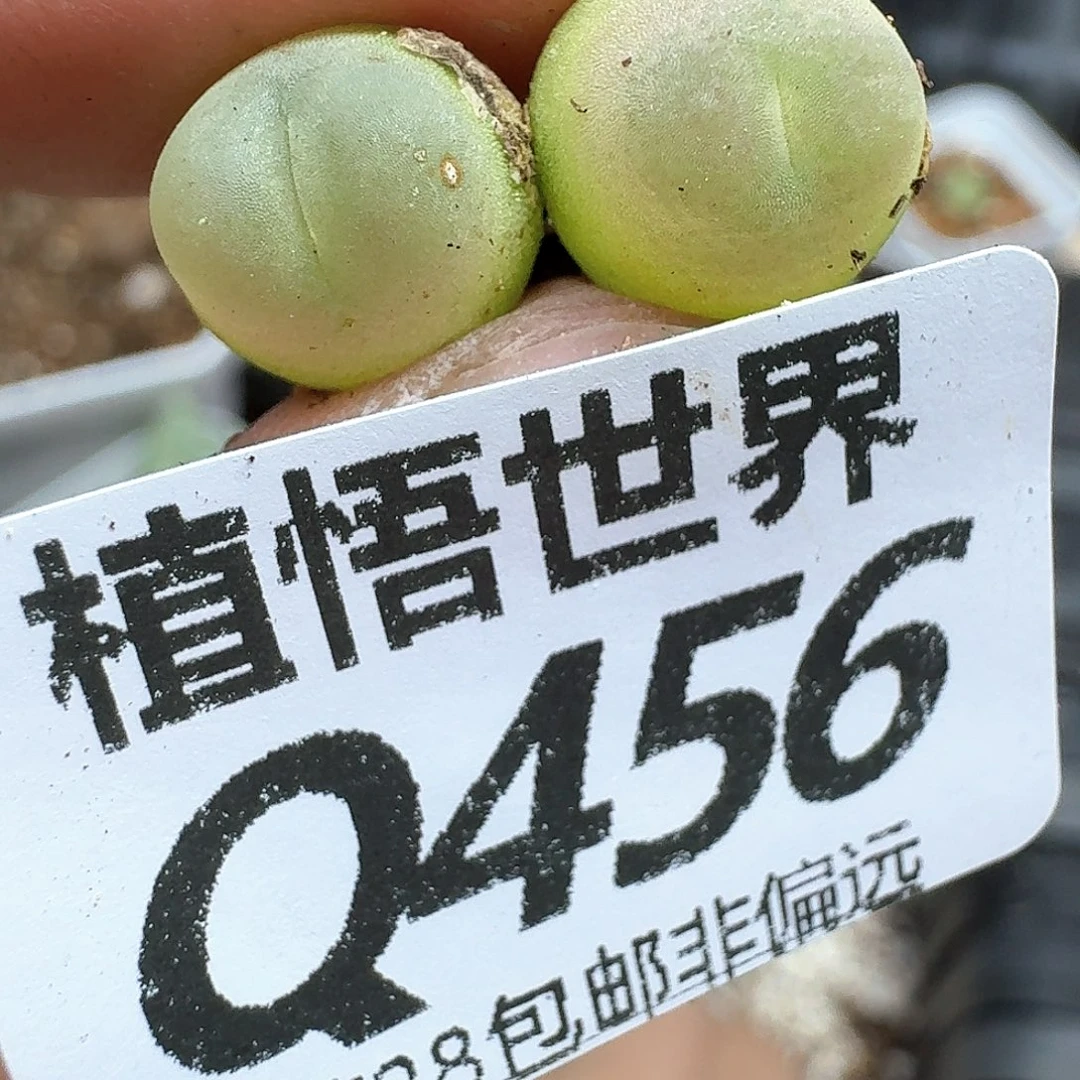 多肉植物的润泽发fvb