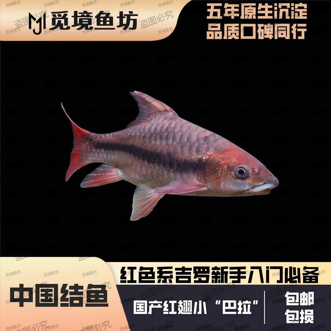 红吉罗鱼橙翅国结红翅膀大型原生观赏鱼下单送饲料