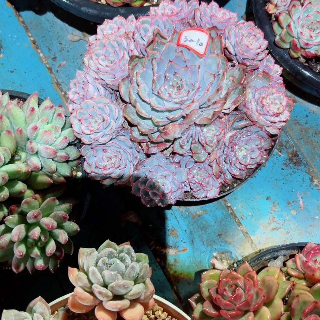 悦***悦精品多肉植物老桩