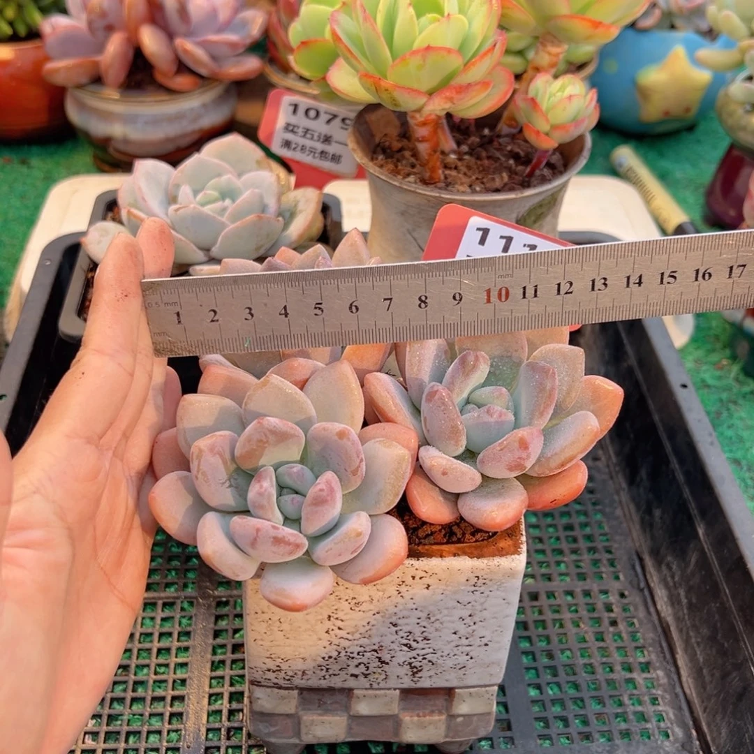 表妹精品多肉植物1117.