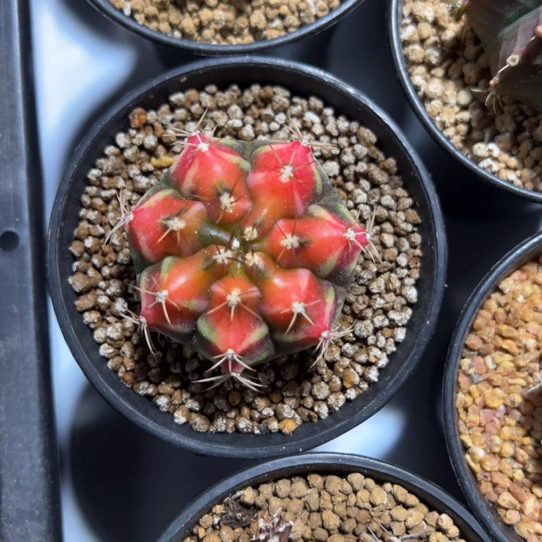 元旦福利价 山姆上士2