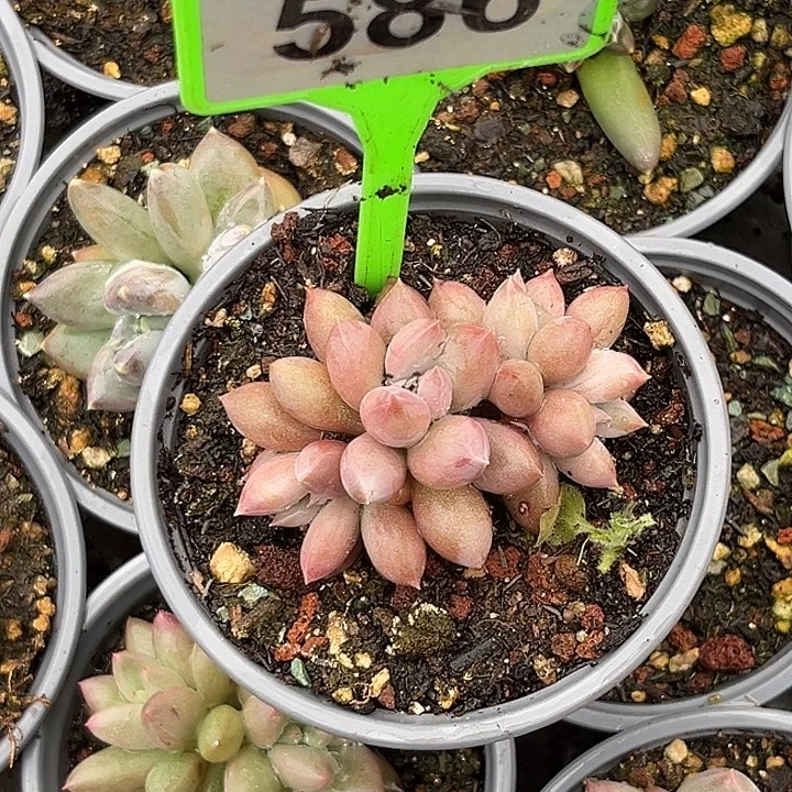 多肉植物胖体哥特586