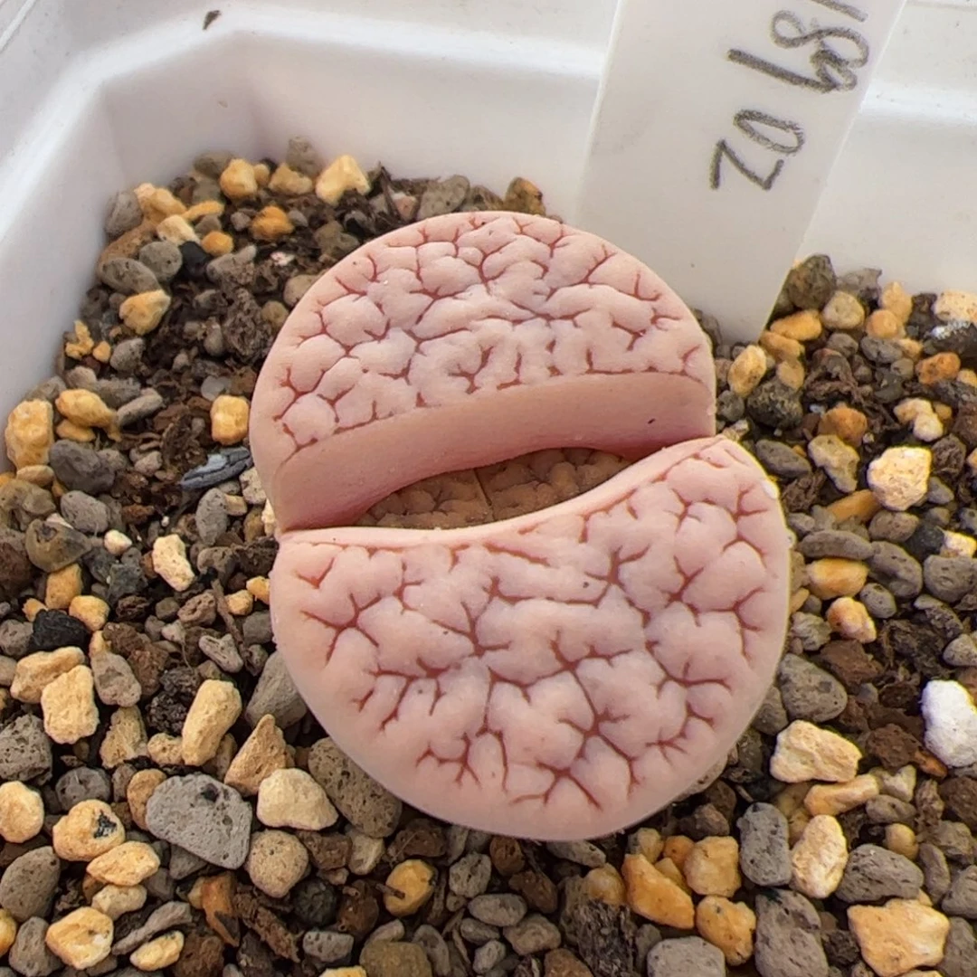 ๓***.0349号oz189 多肉植物