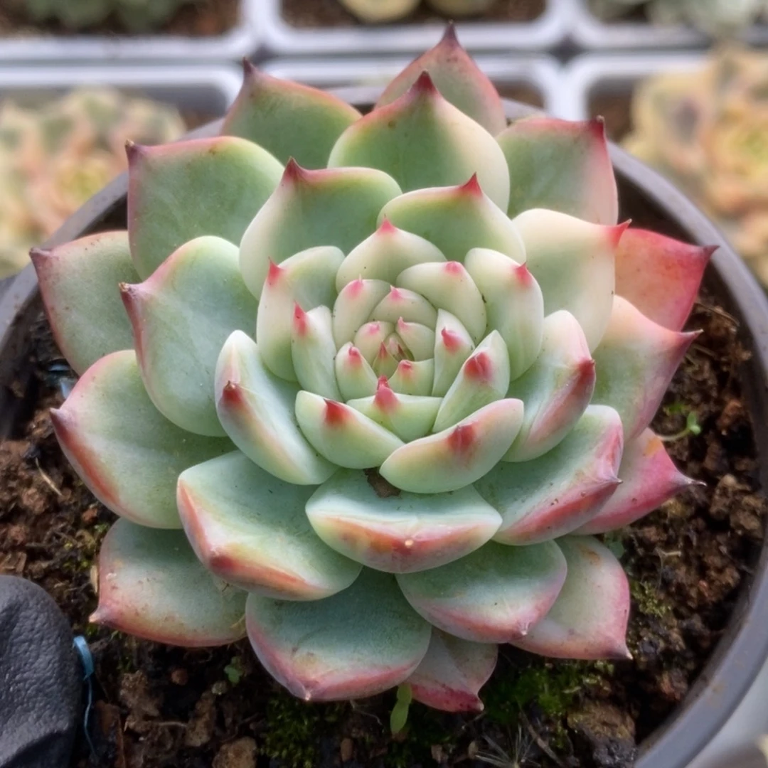 157锦锦锦锦锦锦锦锦