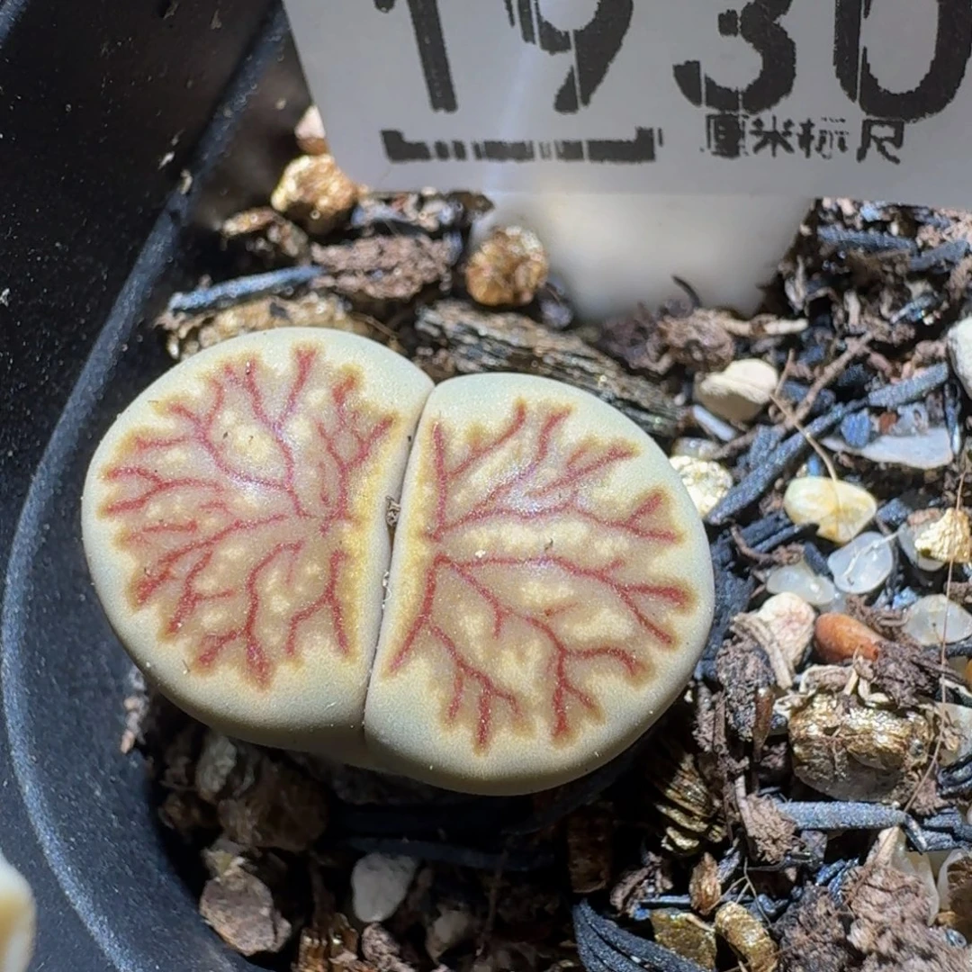 zzzz生石花肉锥1930