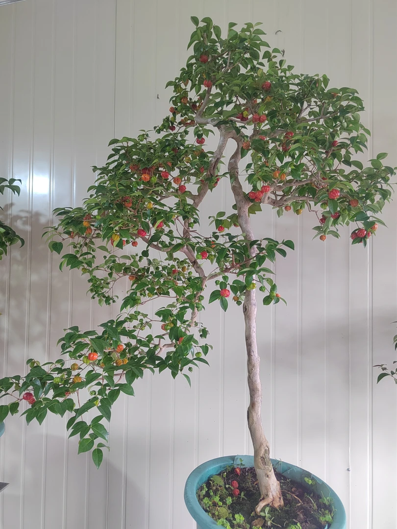 巴西红果1年半苗特惠，买一送一，到手盆景树老桩日本二颗海棠树