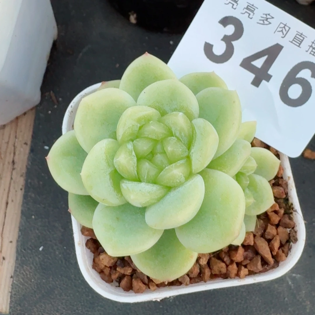 k***n白底            精美多肉植物