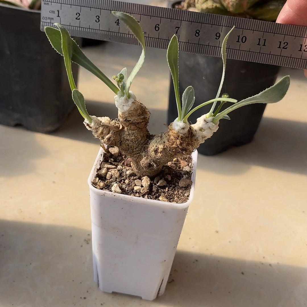 实生刨花厚敦菊一物一拍