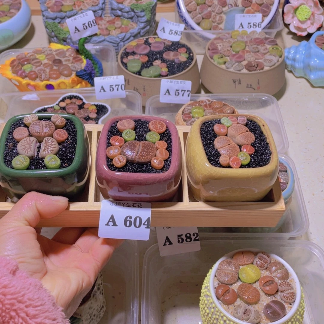 604生石花生石花说