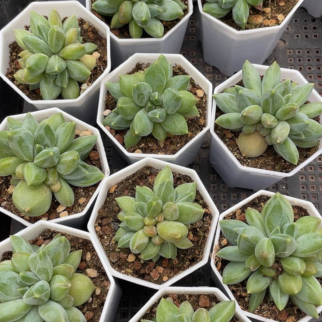 千佰艺园艺重楼群