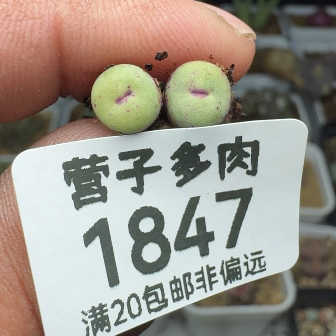 小红嘴      1380两颗