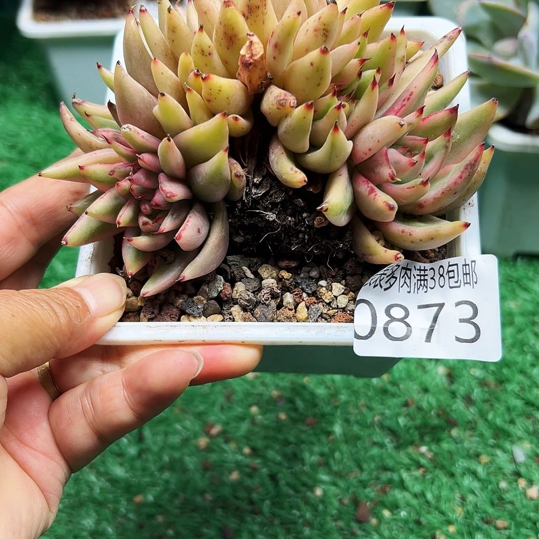 无花朵＂多肉一物一拍植物0873