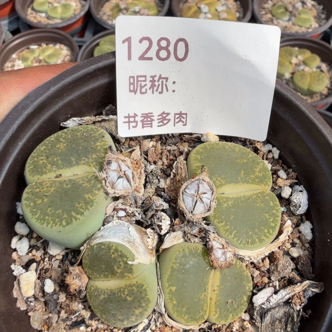 多肉植物多肉植物多肉植物