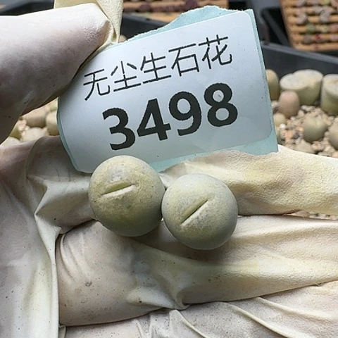 蓝*3498，丑鹅特价脱土发货