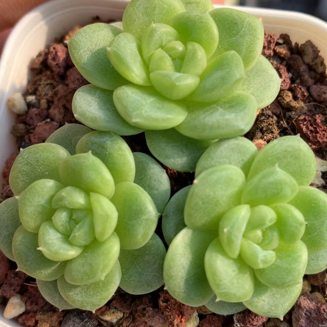 0614-333 白玉珍妮
