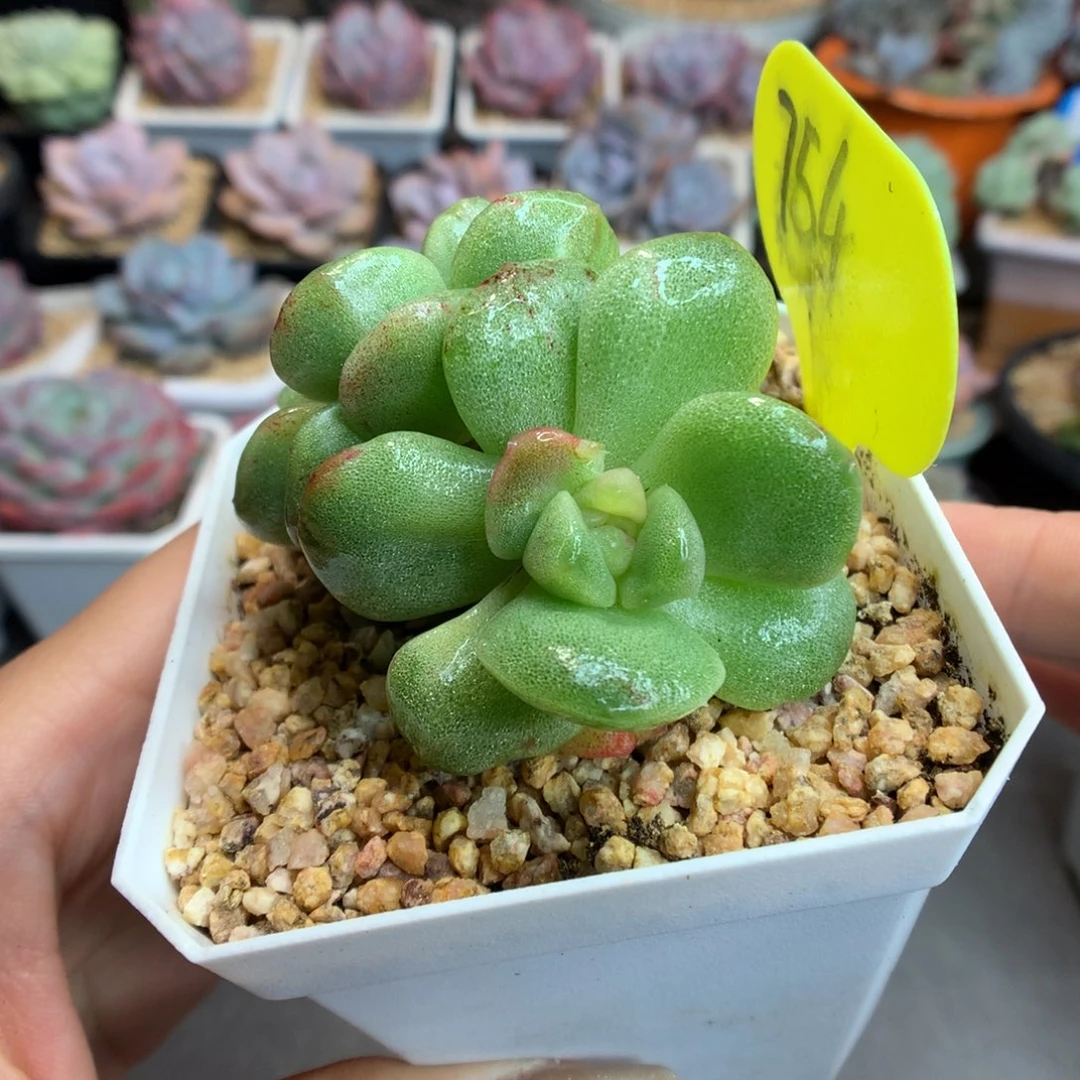 754双头冰玉石化多肉植物