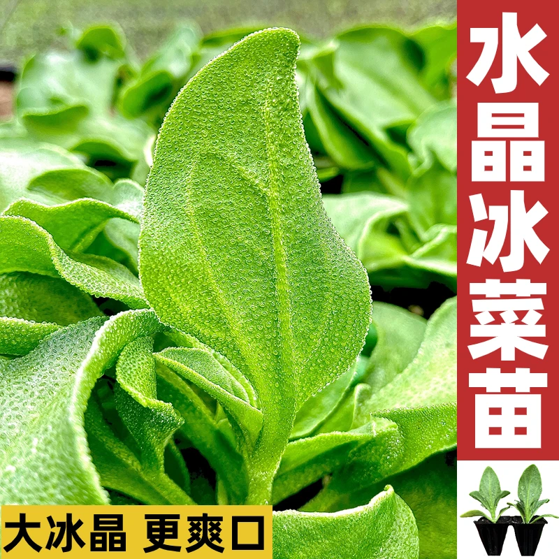 厚叶冰草种子秧苗冰菜苗高营养蔬菜菜苗四季阳台种籽盆栽菜籽水晶