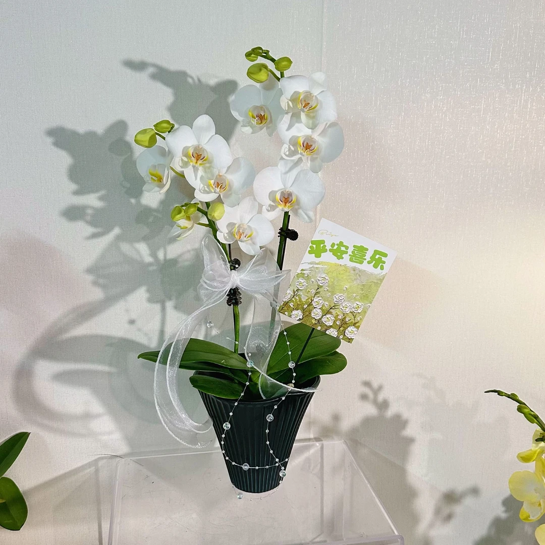 【阿玛-配盆】（白色）蝴蝶兰绿植盆栽花卉带花耐开易养带花苞