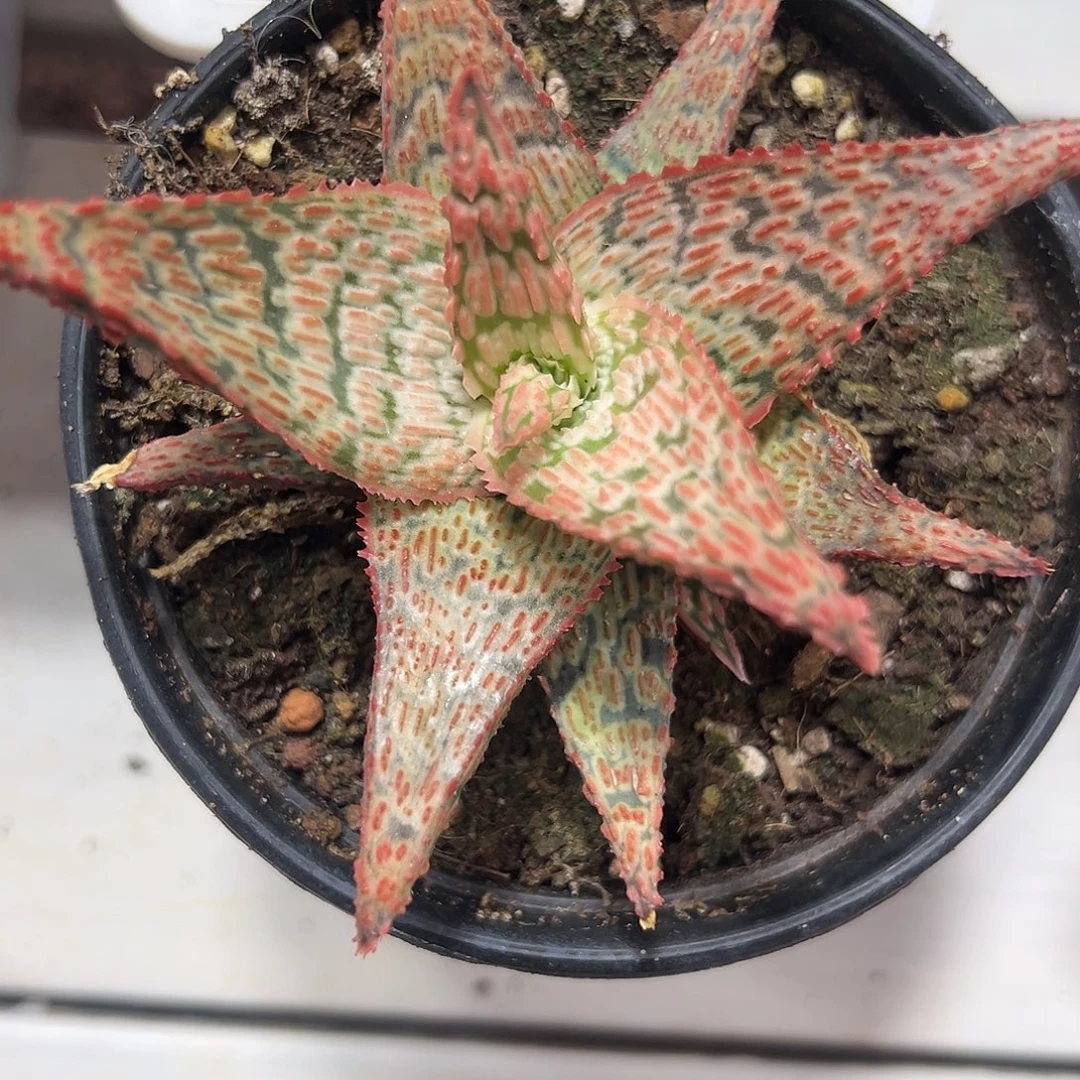芦荟多肉满38包邮