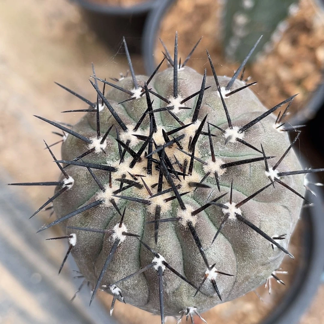 【闪购商品】袖蒲苗接黑王