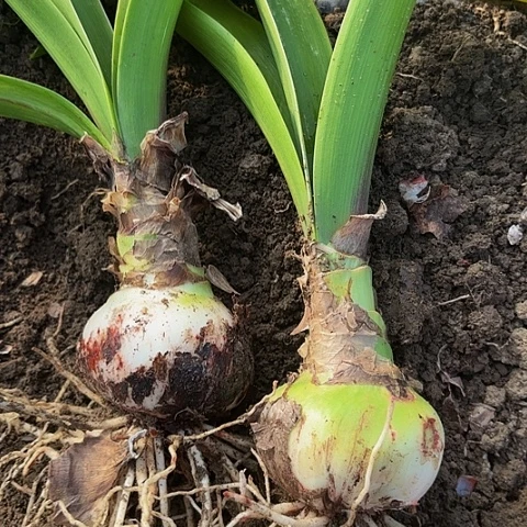 甜*源神奇有标两棵8左右