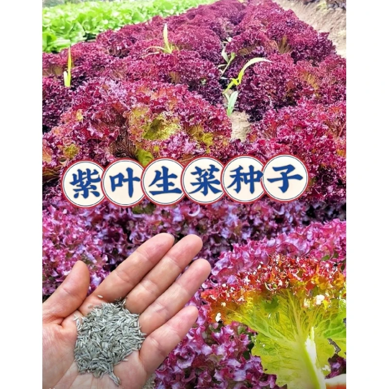 S-001【满3包包邮  满5包送一包】紫叶生菜种子