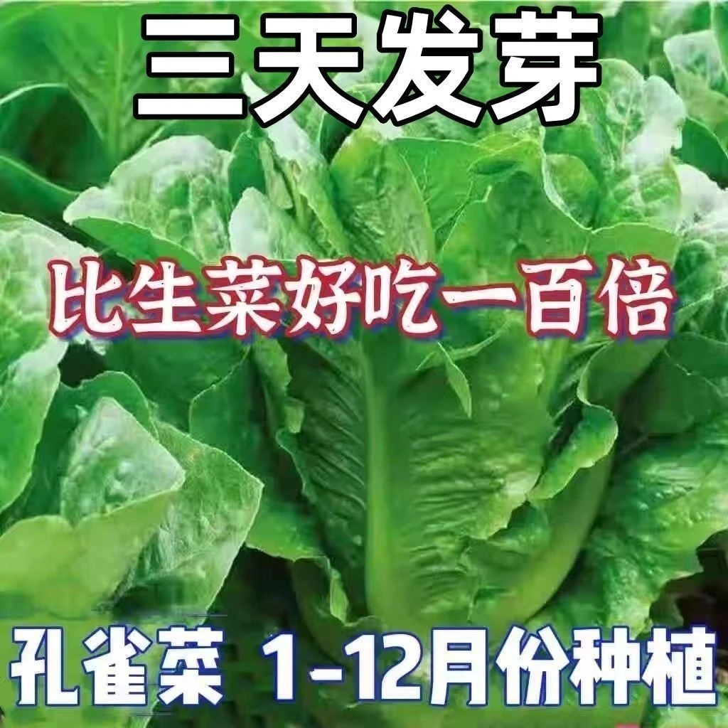 孔雀菜种子四季播种不打药不生虫生吃脆甜高营养生菜绿叶苦菊菜