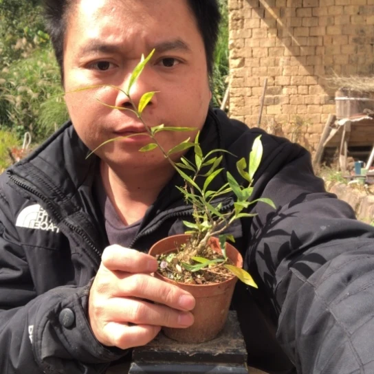 无花朵盆景盆栽植物（不包成活率，不退不换）