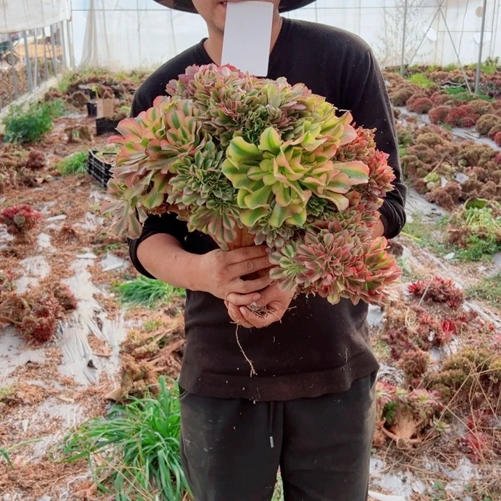 红袖大颗醉话56号多肉法师