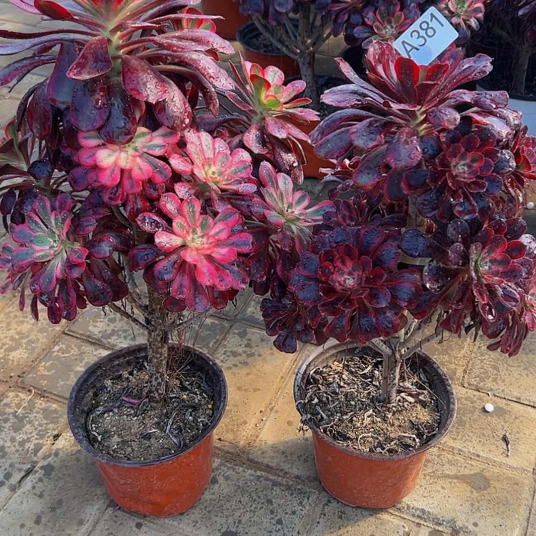 【闪购商品】多肉植物380.381丽娜。
